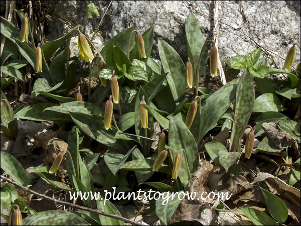 Trout Lily (Erythronium americanum)
These plants are in a garden I maintain. They are not open yet. Have been in this spot for over 20 years